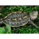Mauremys (Ocadia) Sinensis 4-5 cm lot de 2