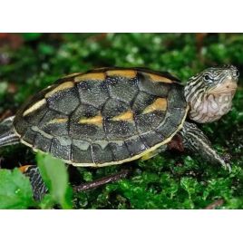 Mauremys (Ocadia) Sinensis 4-5 cm lot de 2