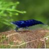 Neocaridina davidi Ultra Blue Lot de 10