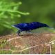 Neocaridina davidi Ultra Blue Lot de 5 25,00 €