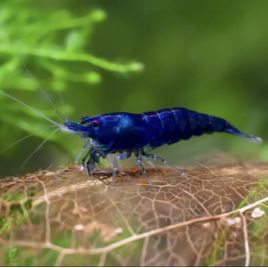 Neocaridina davidi Ultra Blue Lot de 5 25,00 €