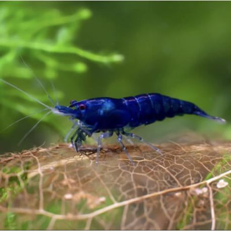 Neocaridina davidi Ultra Blue Lot de 5 25,00 €