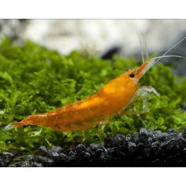 Neocaridina davidi Orange Sunkist Lot de 10