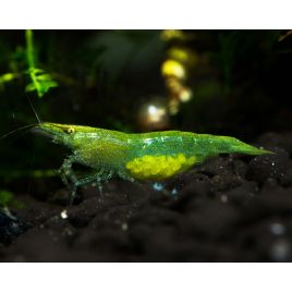Caridina babaulti Green Lot de 5