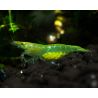 Caridina babaulti Green Lot de 10