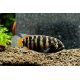 Nannacara adoketa couple 3-4cm 