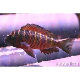 Tropheus Moorii Moliro