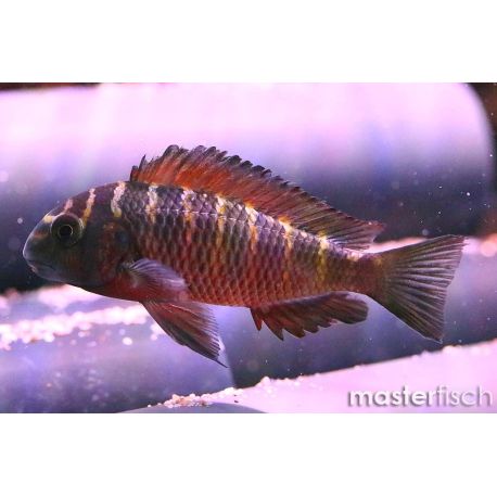 Tropheus Moorii Moliro