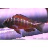 Tropheus Moorii Moliro