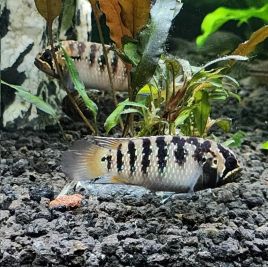 Nannacara Adoketa le couple 3-4cm