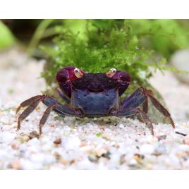 FEMELLE CRABE VAMPIRE "Geosesarma bogorensis" 
