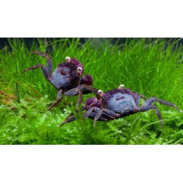 COUPLE CRABE VAMPIRE "Geosesarma bogorensis"