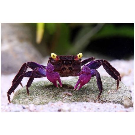 MÂLE CRABE VAMPIRE "Geosesarma dennerle"