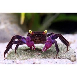 FEMELLE CRABE VAMPIRE "Geosesarma dennerle"