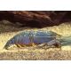 filtreuse géante du Gabon - Atya Gabonensis 4-6 cm lot de 5