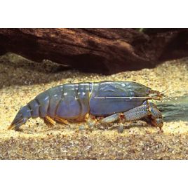 filtreuse géante du Gabon - Atya Gabonensis 4-6 cm lot de 5