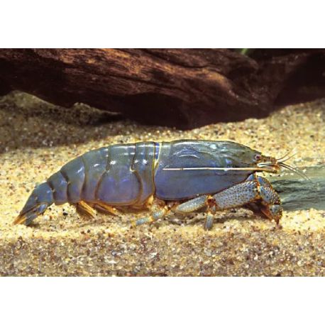 filtreuse géante du Gabon - Atya Gabonensis 4-6 cm lot de 5