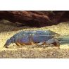 Filtreuse géante du Gabon - Atya Gabonensis 4-6 cm lot de 5