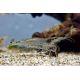 Caridina Japonica - Crevette Japonica Medium (2-3cm) lot de 5