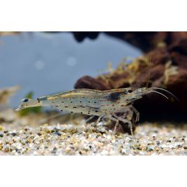 Caridina Japonica - Crevette Japonica Medium (2-3cm) lot de 5