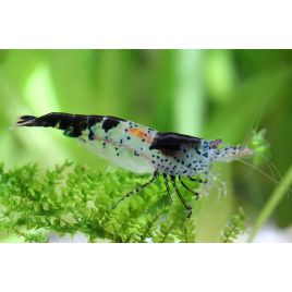 Neocaridina Denticulata carbon Rili lot de 10