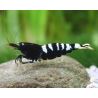 Caridina pinto black lot de 5 