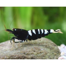 Caridina pinto black lot de 2 