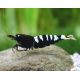 Caridina pinto black