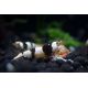 Crevette black Crystal grade S lot de 5 
