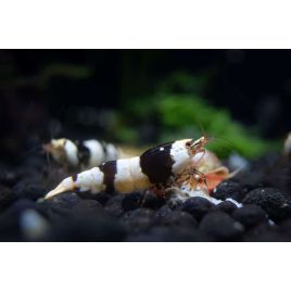 Crevette black Crystal grade S 