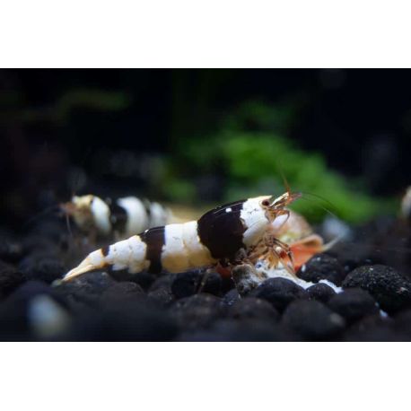 Crevette black Crystal grade S 