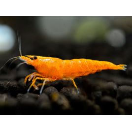 Neocaridinia davidi orange 