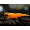  Neocaridinia davidi orange lot de 8