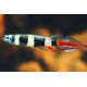 Epiplatys annulatus lot de 5 15,00 €