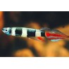 Epiplatys annulatus  lot de 5