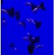 Guppy Black Léopard lot de 3