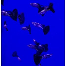 Guppy Black Léopard lot de 3