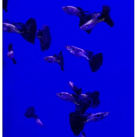 Guppy Black Léopard lot de 3