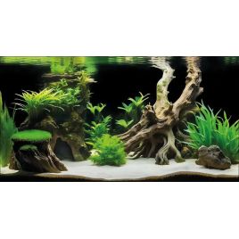 Superfish Deco Poster G2 60x49cm