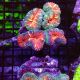 Lobophyllia 
