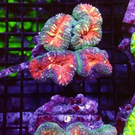 Lobophyllia  69,50 €