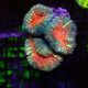 Lobophyllia  carymbosa orange