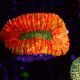 Lobophyllia  carymbosa orange