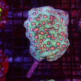 Favites orange 6-9 cm