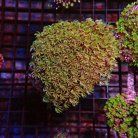 Tubipora musica-corail orgue