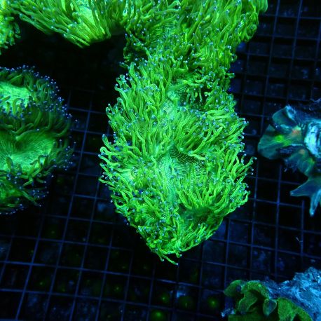 Catalaphyllia jardinei vert  139,50 €