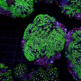 Pachyclavularia violacea vert coeur blanc