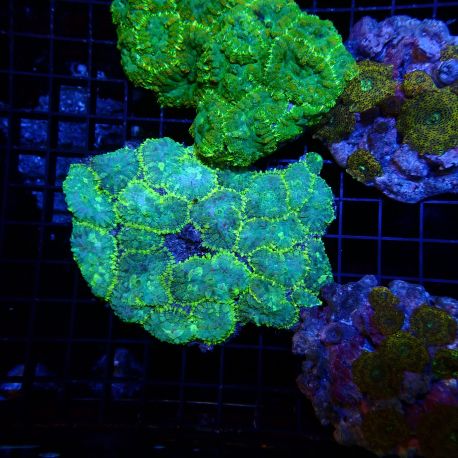 Rhodactis inchoata 47,50 €