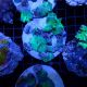 Discosoma 49,50 €