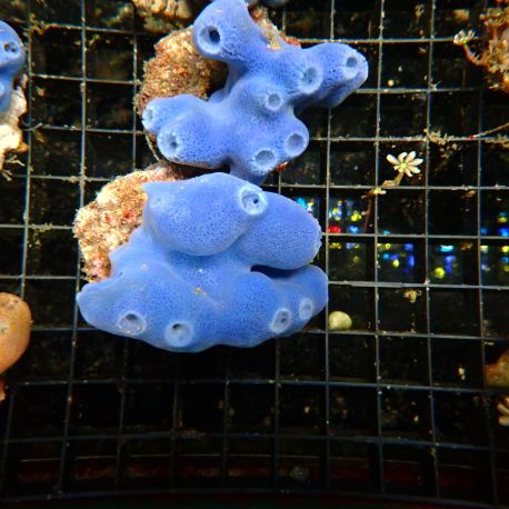 Haliclona caerulea - Éponge bleue 5-7 cm